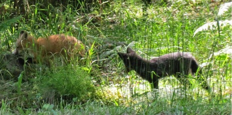 SpottingYoungFox-7-2014-06-4-20-54.jpg