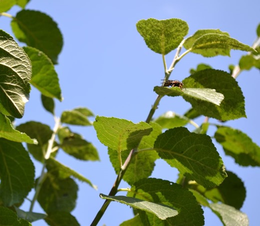 Extra large wasp species on plum tree