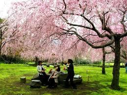 ミカのふれあい自治会チャレンジ100 しだれ桜 梅 もみじ 銀杏 松の植え方育て方剪定の仕方 ミカのふれあい自治会チャレンジ100 しだれ桜 梅 もみじ 銀杏 松の植え方育て方剪定の仕方
