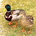 Aylesbury & Other Ducks