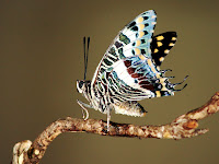 butterflies backgrounds