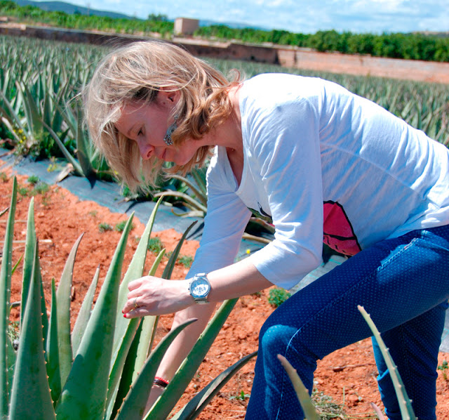 Merawat tanaman lidah buaya di Mediterranean Aloe Vera