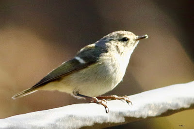 Hume's Warbler