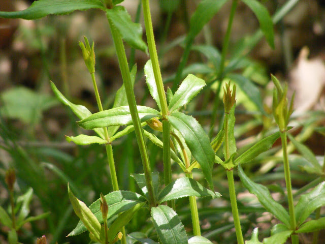 Wild Madder Rubia peregrina, Indre et loire, France. Photo by loire Valley Time Travel.