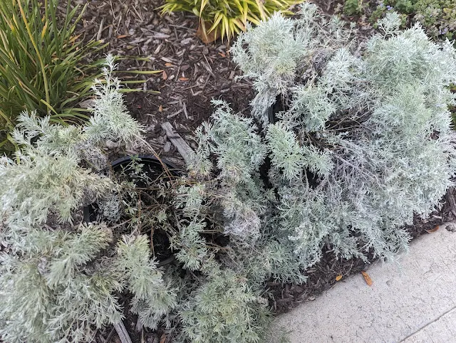 Silver Mound Artemisia