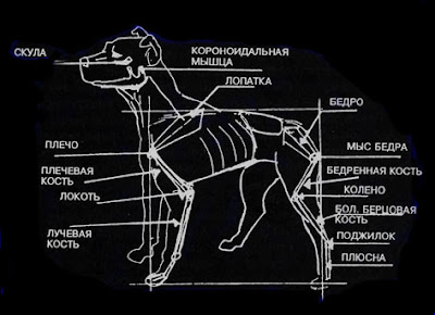 питбуль стандарт