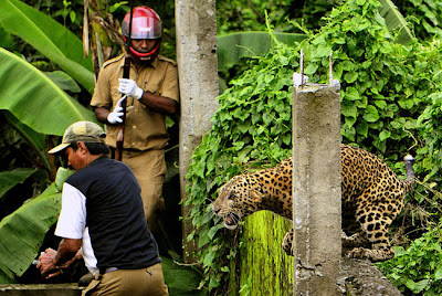 Leopard Attack In India