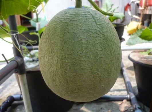 iCarai iMenanami Flora Melon iSederhanai iCarai Membuat Masker 