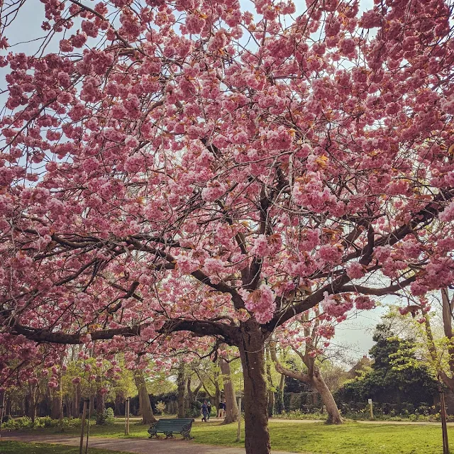 Cherry blossoms in Herbert Park in Dublin in April