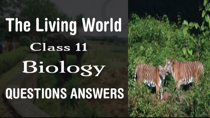 The Living World Class 11 Science Biology NCERT Solutions