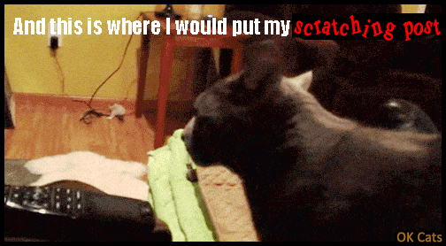 Captioned Cat GIF • Angry cat: "And this is where I would put my scratching post IF I HAD ONE."