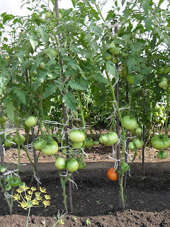 Кусты индетерминантных помидоров формирую в два стебля