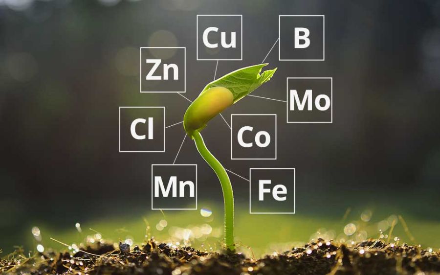 B, Cl, Mn, Mo, Zn, Co, Fe, Cu là các thành phần vi lượng cần cho cây