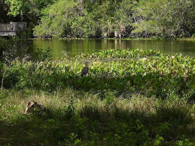 Alexander Springs