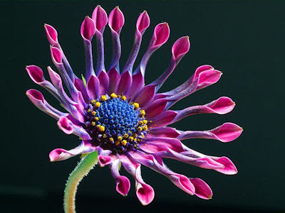 Una flor púrpura muy hermosa de Africa - Flores exóticas