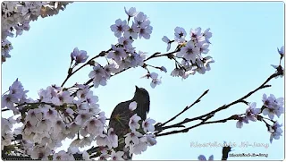 꽃나무에서 꿀 빠는 직박구리 , Brown-eared Bulbul