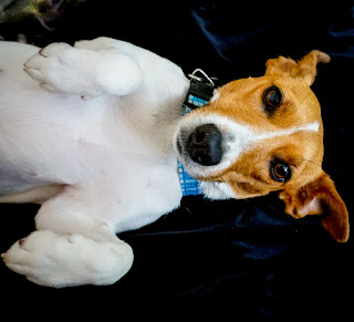 Jack Russell Terrier on her back photo by mbgphoto