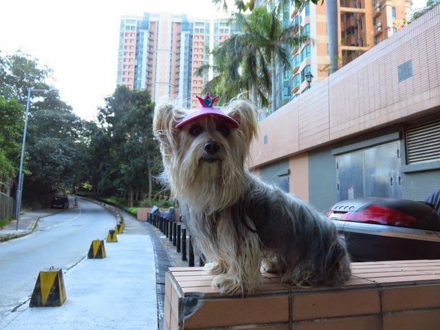 花菲洛的睡夢世界 老弱殘兵一條dog 1412大棠賞紅往小欖