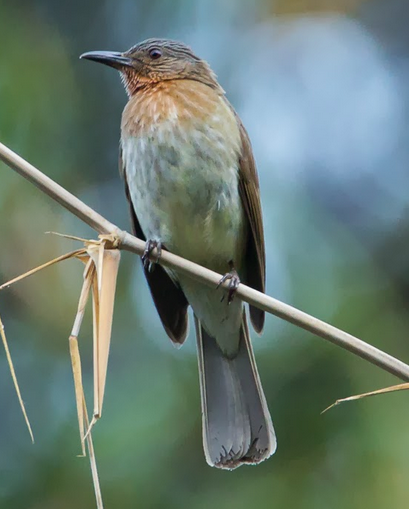 Burung cucak filipina/philippine bulbul