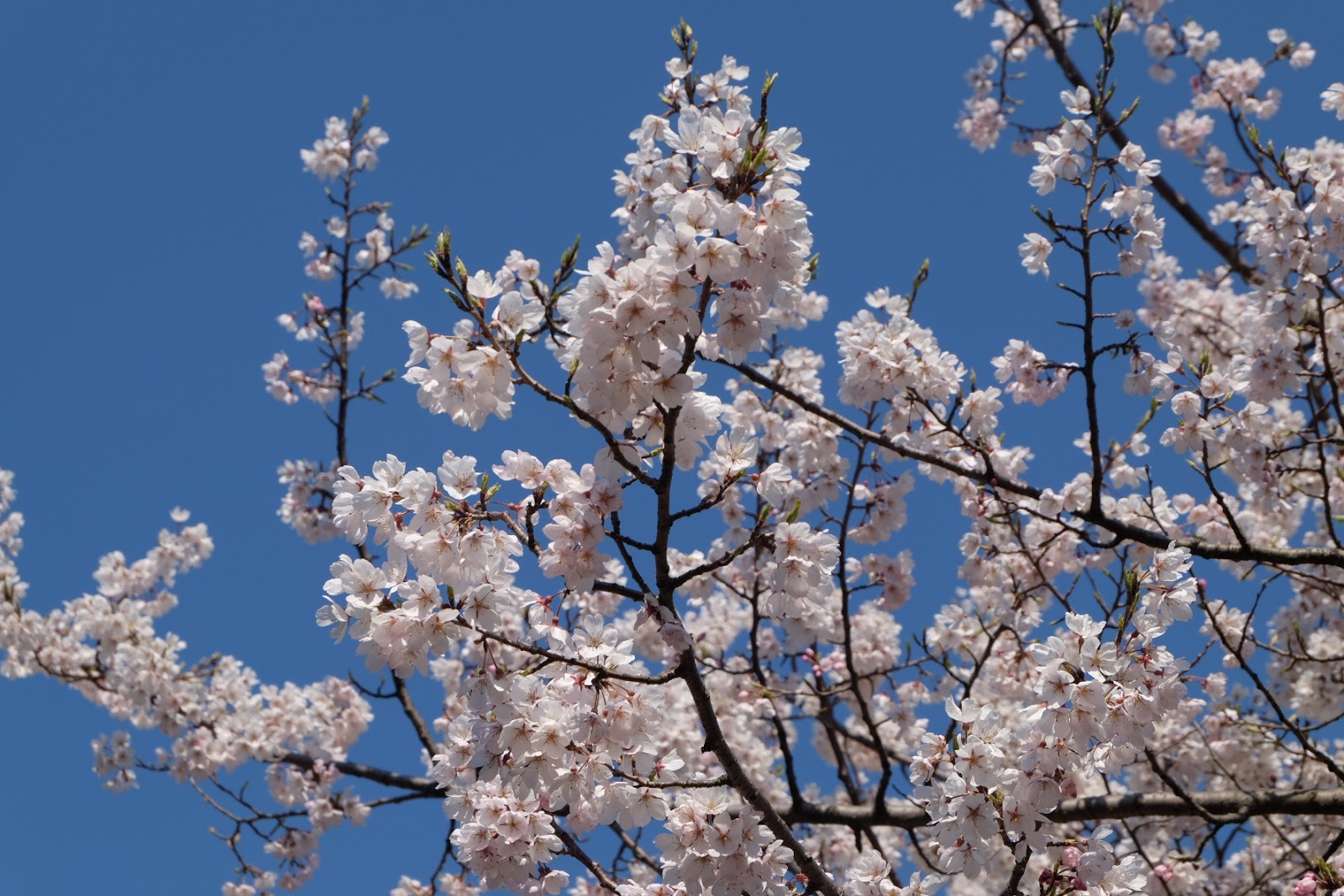 The Scratch: LIBURAN MUSIM SEMI DI NEGERI SAKURA