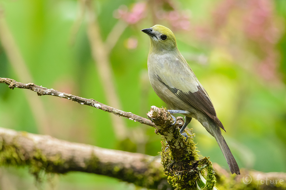 Palmitangara, Thraupis palmarum, Palm Tanager, Tangara