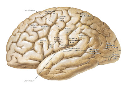 brain diagrams 