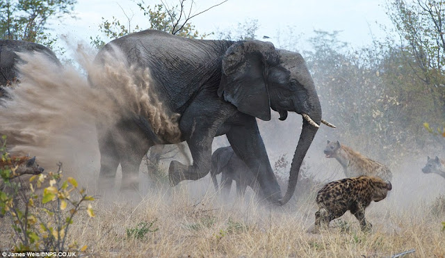 the most dangerous place in the world is between a mother and her child, baby elephant, mother elephant save calf from hyenas