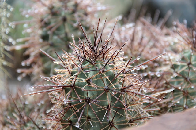 Ice on Cactus