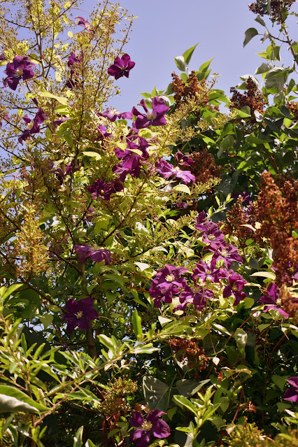 Climbing clematis with purple flowers