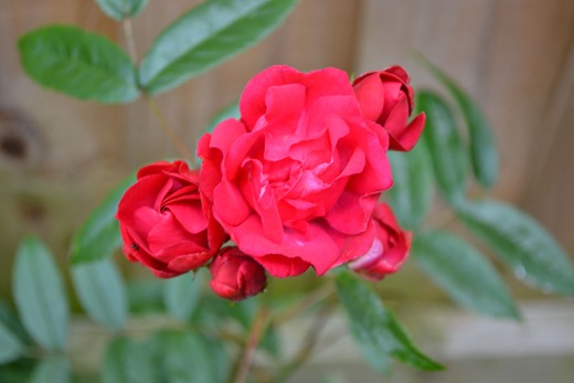 Poke it in - Rose