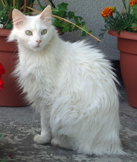 Turkish Angora Cat Pictures