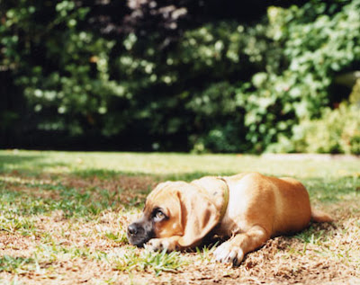 dog photographer sharon montrose