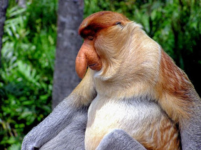 قرد الململة أغرب أنواع القرود جالس