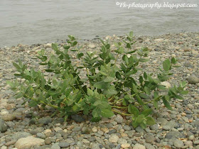 Calotropis procera Plant