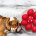 Κάνει τα σκυλιά να τρώνε βαμμένα κόκκινα αβγά;