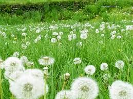 JENIS JENIS BUNGA  BUNGA  DANDELION