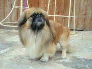 About two weeks ago, my boyfriend Steve and I saw this little Pekingese dog .
