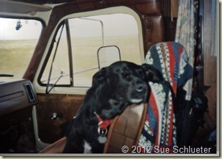 Sadie in the front seat trying to stay cool