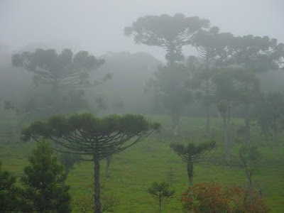 Floresta Nacional de Canela - RS