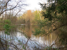 woodland pond