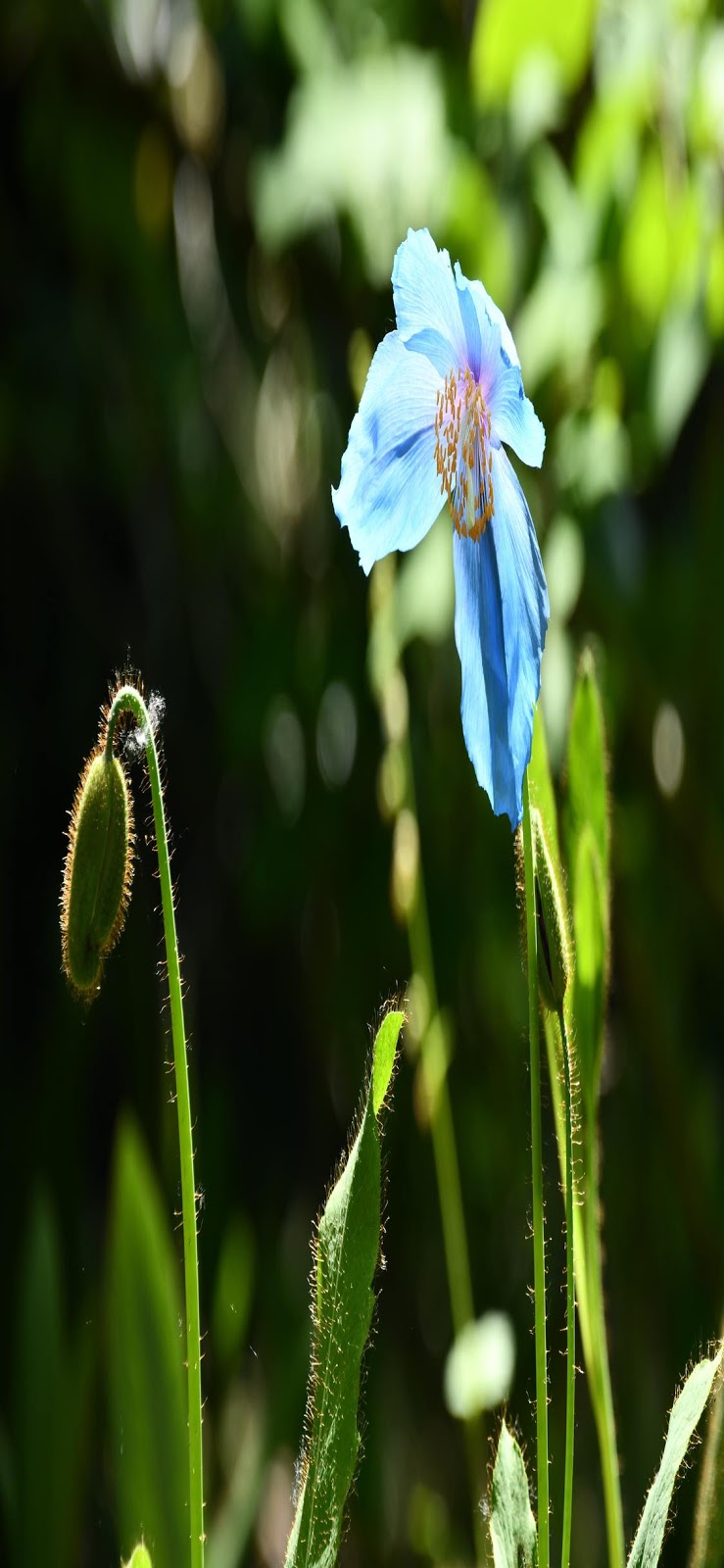 Spring Flowers Background Wallpaper