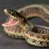 Why Snakes Don't Die of Their Own Venom 