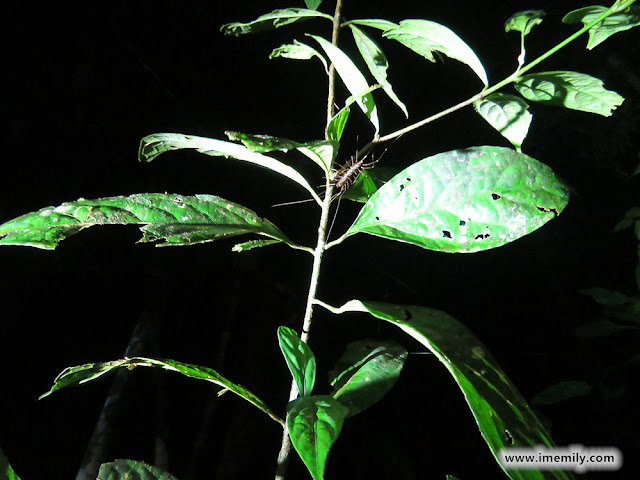 Nightwalk at Gunung Tebu @ Setiu