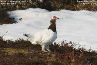 lagopodo escandinavo Lagopus lagopus