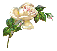 flower rose image digital clipart download botanical illustration