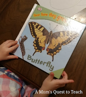 butterfly book