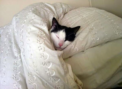 Pics Of Cats 