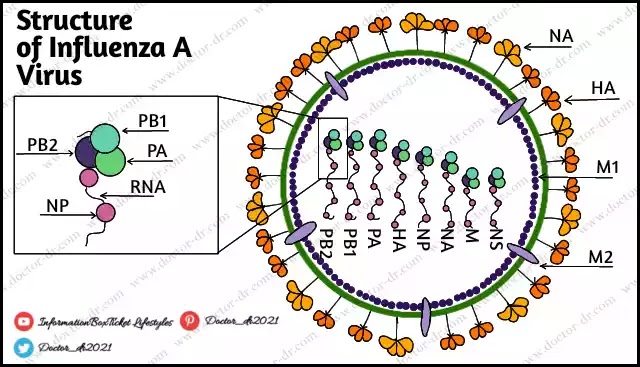 Influenza A Virus Structure