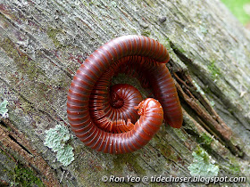 Rusty Millipede (Trigoniulus corallinus)