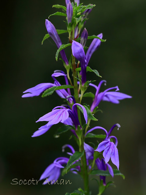 Lobelia sessilifolia